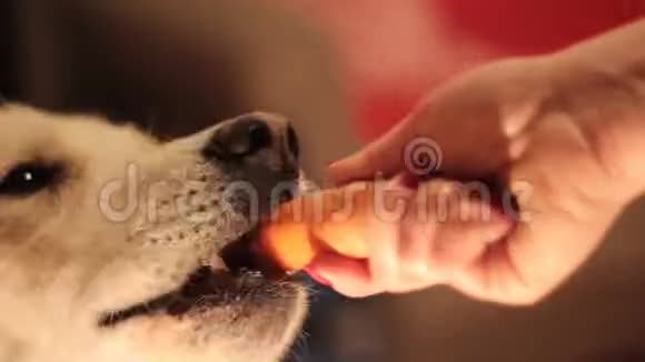 可爱有趣的狗从主人手里吃胡萝卜加速镜头视频的预览图