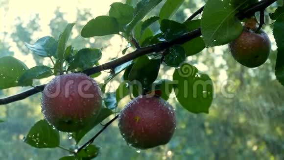 新鲜的有机苹果挂在苹果树的树枝上在一个雨滴下雨浇水的花园里视频的预览图
