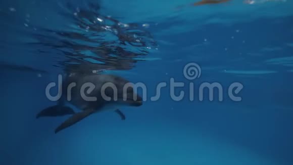 海豚馆的浮泳池里海豚在水下游泳视频的预览图