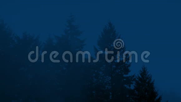 薄雾之夜高大的森林树木视频的预览图