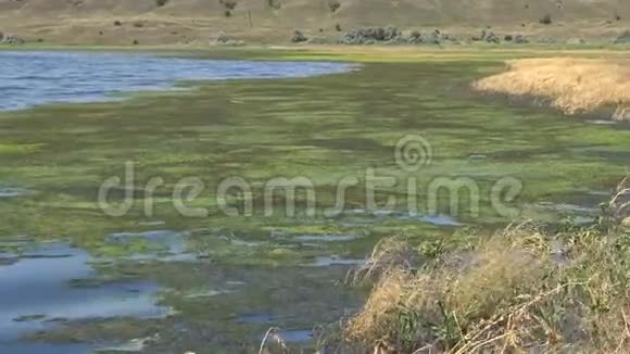 咸水湖长满藻类有许多小苍蝇提利格尔斯基河口视频的预览图