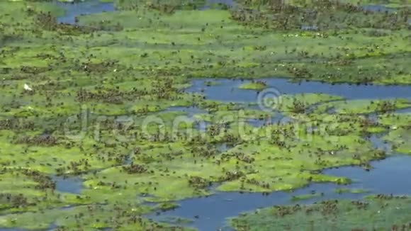 咸水湖长满藻类有许多小苍蝇视频的预览图