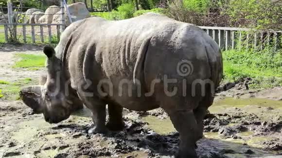 动物园里的大犀牛视频的预览图