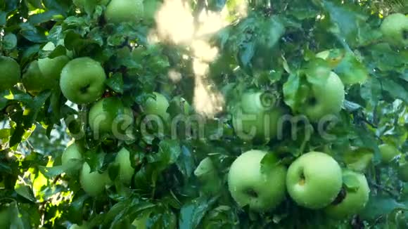 新鲜的有机苹果挂在苹果树的树枝上在一个雨滴下雨浇水的花园里视频的预览图