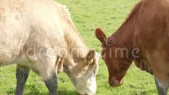 对爱尔兰来说是典型的奶牛在宽阔的绿地上割草视频的预览图