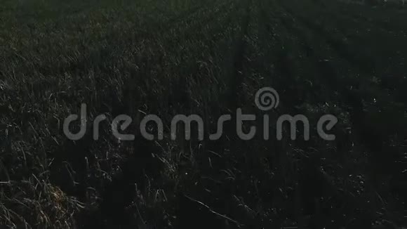 洋葱田春天成熟农业景观视频的预览图