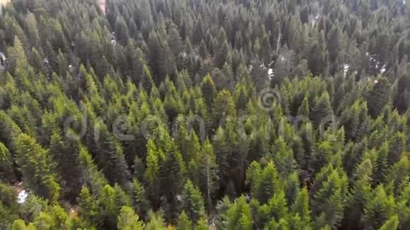 空中飞过一片绿树成荫的森林绿树的背景医生的录像视频的预览图