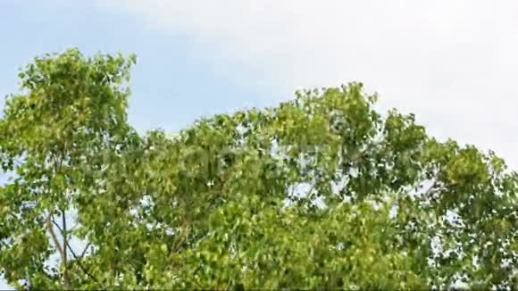 风吹起了一棵大菩提树视频的预览图