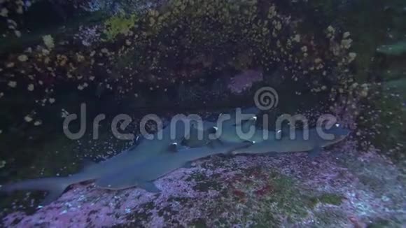 瑞吉盖多群岛罗卡帕蒂达岛的白尖礁鲨鱼特里亚尼诺多岛和水下摄影师视频的预览图