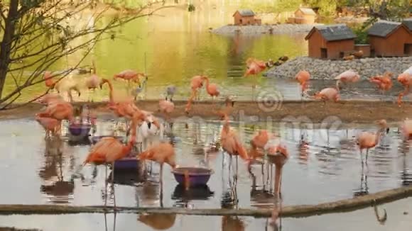 莫斯科动物园的粉红火烈鸟视频的预览图