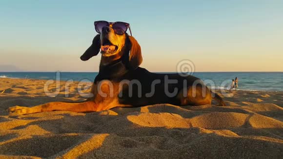 带太阳镜的酷狗在海滩上放松视频的预览图