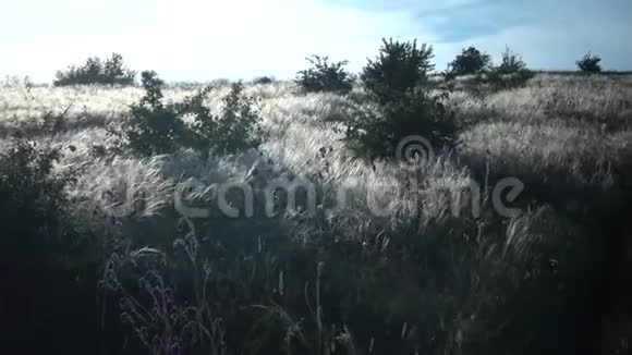 蒂帕莱辛亚娜针草长草在风中摇曳从草原上的景观公园在提利古勒河岸视频的预览图