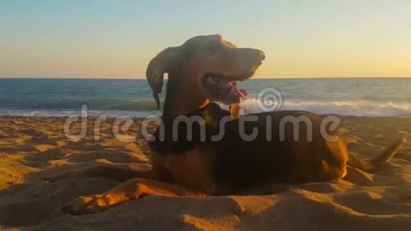 日落时一只可爱的狗对着大海的肖像视频的预览图