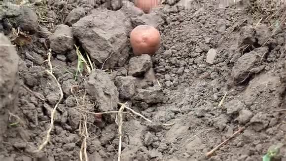 泥土上的土豆视频的预览图