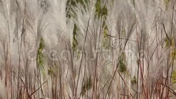 在风中摇动羽毛草自然的背景视频的预览图