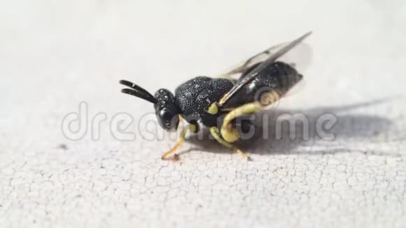 黑色的昆虫黄腿子清理身体视频的预览图