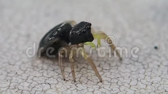 黄色的脚趾跳蜘蛛转向我视频的预览图