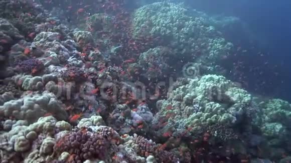 红海珊瑚中的小红鱼视频的预览图