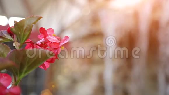 小人工瀑布穿过绿叶粉色花朵视频的预览图