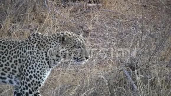豹通过潜行跟踪猎物视频的预览图