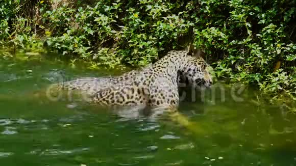 两只美洲虎在玩和游泳视频的预览图