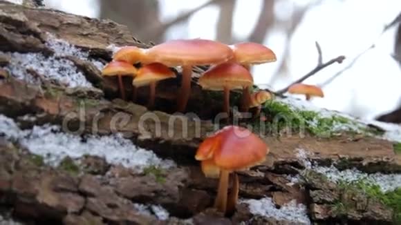 树皮上的橙色蘑菇视频的预览图