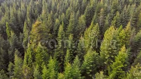 空中飞过一片绿树成荫的森林绿树的背景医生的录像视频的预览图