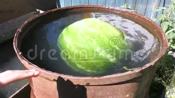 西瓜沐浴在一桶水中视频的预览图