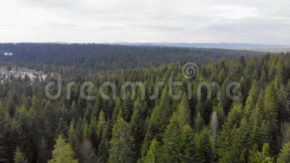 空中飞过一片绿树成荫的森林绿树的背景医生的录像视频的预览图