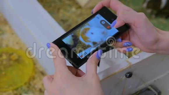 女人用智能手机拍豚鼠的照片视频的预览图