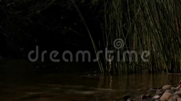水中的瘦子芦苇视频的预览图