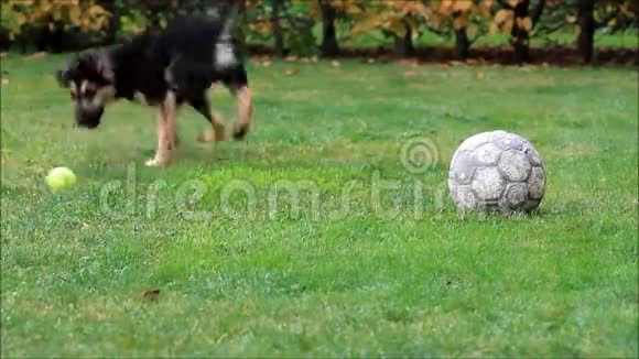小狗在草地上玩耍视频的预览图