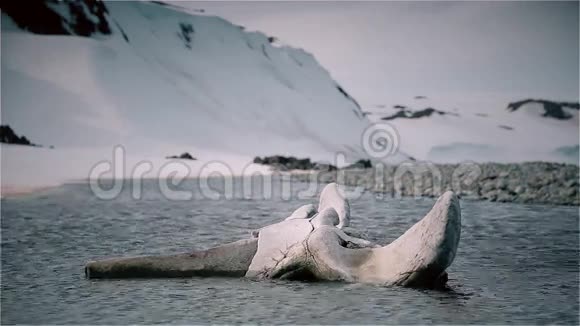鲸鱼骨架的骨头视频的预览图