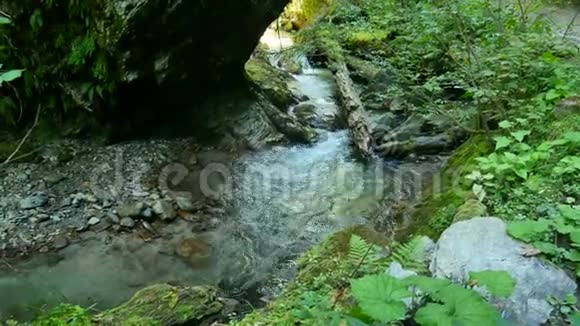 森林中纯净的淡水瀑布视频的预览图