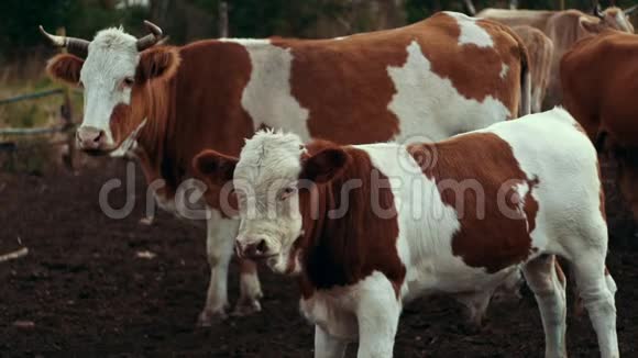 牛和小牛站在牲畜农场的牧场上农场饲养奶牛视频的预览图