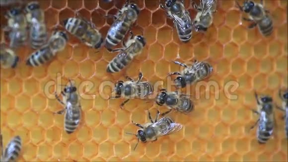 在蜂蜜细胞上工作的蜜蜂视频的预览图
