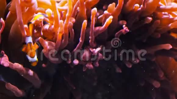 一种柏木小丑鱼和海葵视频的预览图
