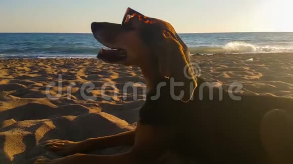 日落时一只可爱的狗对着大海的肖像视频的预览图