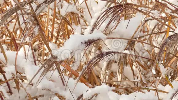 在干燥的草叶上慢慢融化初雪视频的预览图