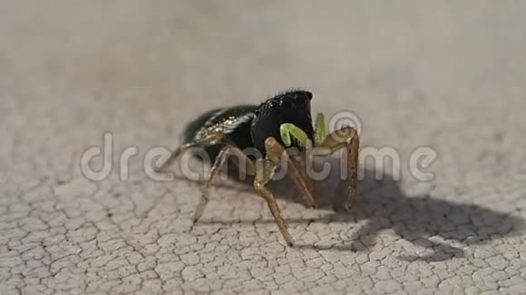 黄色脚趾跳蜘蛛清理它的一条后腿视频的预览图