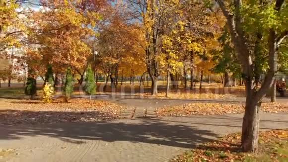 俄罗斯莫斯科10月17日2018在泽勒诺格拉德的秋日公园视频的预览图