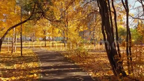 俄罗斯莫斯科10月17日2018泽勒诺格拉德秋日落叶公园视频的预览图