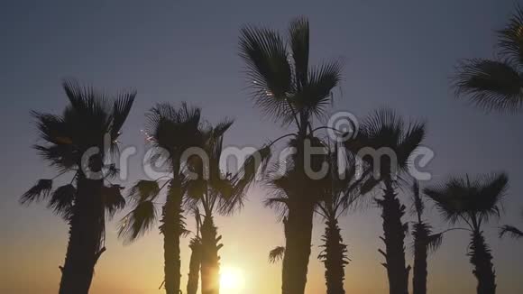 夕阳背景下棕榈树迎风飘扬视频的预览图