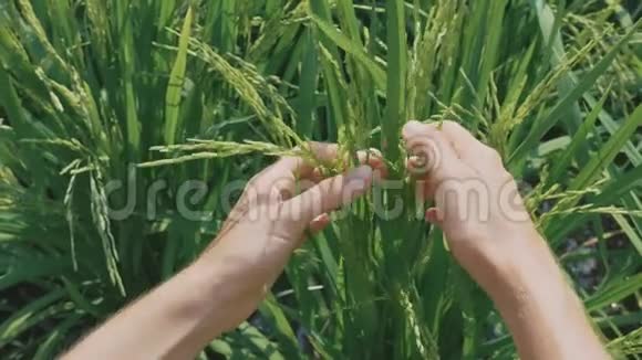 雌性手的特写镜头正在稻田里检查一种未成熟的水稻视频的预览图
