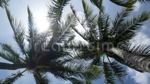 4K关闭摇摆椰子棕榈树叶或中肋与蓝天复制空间区域循环夏日镜头的蓝天视频的预览图