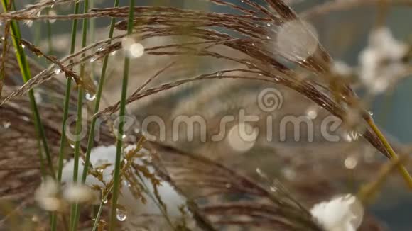 在干燥的草叶上慢慢融化初雪视频的预览图