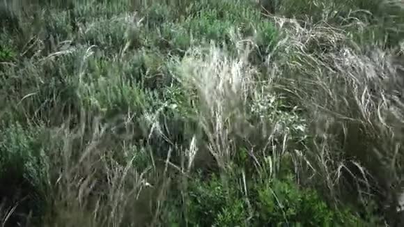 松针草长草在风中摇曳从草原上的景观公园视频的预览图