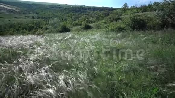 松针草长草在风中摇曳从草原上的景观公园视频的预览图