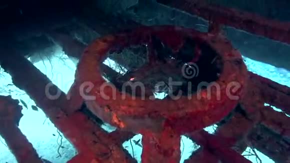 卓越是由雅克伊夫库斯托建造的苏丹红海珊瑚中的气泡玻璃鱼阳光视频的预览图