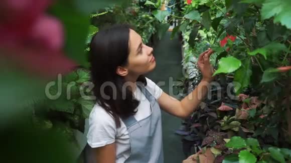 年轻的企业家花店喜欢在我的温室里盛开的花朵视频的预览图